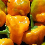 19usd Ngryise 8000Pcs A Set Jamaicann Gold Hot Pepper seed
