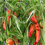 19usd ngryise 8000pcs Argentina Heirloom Giant Aconcagua Sweet Pepper seed