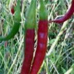 19usd ngryise 8000pcs Assam Hot Pepper  seed
