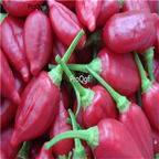 19usd ngryise 8000pcs Inca Red drop Pepper seed