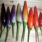 19usd ngryise 8000pcs BOLIVIAN RAINBOW PEPPER seed