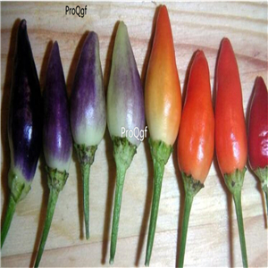 19usd ngryise 8000pcs BOLIVIAN RAINBOW PEPPER seed