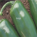 19usd ngryise 8000pcs Chichimeca Hybrid Hot Pepper seed