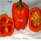 19usd ngryise 8000pcs Sweet Coral Belle Bell Pepper seed