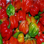 19usd ngryise 8000pcs Venezuelan pepper seed