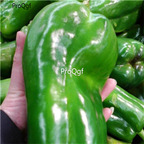 19usd Ngryise 8000Pcs A Set giant green Pepper seed