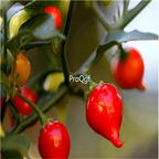 19usd ngryise 8000pcs Drop Pepper Biquinho Pimenta De Bico seed