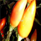 19usd ngryise 8000pcs Orange Salsa Pepper seed