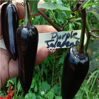 19usd ngryise 8000pcs Purple Jalapeno Pepper  seed