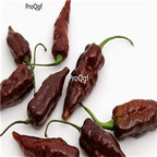 19usd ngryise 8000pcs Chocolate Bhut Jolokia seed