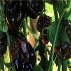 19usd ngryise 8000pcs BLACK CAYMAN Pepper seed