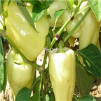19usd ngryise 8000pcs Hungarian Sunshine II Hybrid F1 Sweet Peppers seed
