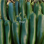 19usd ngryise 8000pcs Mammoth F1 Hybrid Jalapeno seed