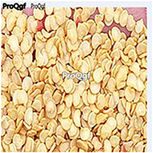 19usd ngryise 8000pcs Mammoth F1 Hybrid Jalapeno seed
