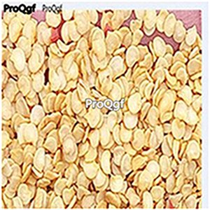 19usd ngryise 8000pcs BANANA PEPPER  seed
