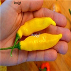 19usd ngryise 8000pcs Lemon Drop Pepper seed