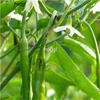19usd Ngryise 8000Pcs A Set  Indian Jwala Finger Hot Pepper  seed