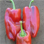 19usd Ngryise 8000Pcs A Set Ancho Ranchero Pepper seed