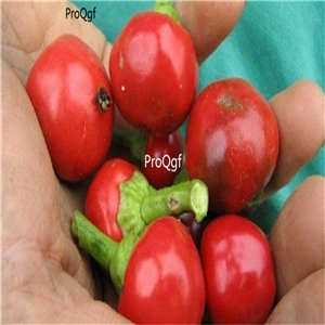 19usd Ngryise 8000Pcs A Set JOE'S ROUND pepper seed