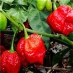 19usd ngryise 8000pcs Moruga Trinidad Scorpion  seed