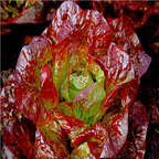 19usd Ngryise 5000Pcs A Set Purple leaf lettuce seed
