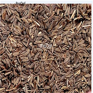 19usd Ngryise 5000Pcs A Set Purple leaf lettuce seed