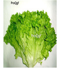 19usd Ngryise 5000Pcs A Set salad lettuce seed