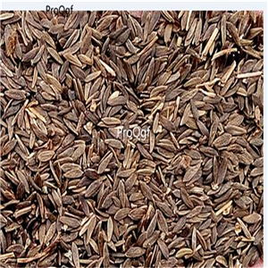 19usd Ngryise 5000Pcs A Set salad lettuce seed