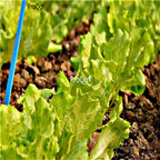 19usd Ngryise 5000Pcs A Set   italian lettuce   Lactuca sativa  seed