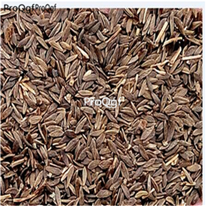 19usd Ngryise 5000Pcs A Set   italian lettuce   Lactuca sativa  seed