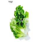 19usd Ngryise 5000Pcs A Set boli new series lettuce seed