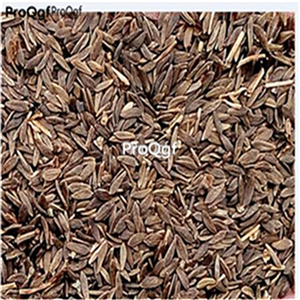 19usd Ngryise 5000Pcs A Set  round lettuce seed