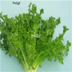 19usd Ngryise 5000Pcs A Set small leaf lettuce seed