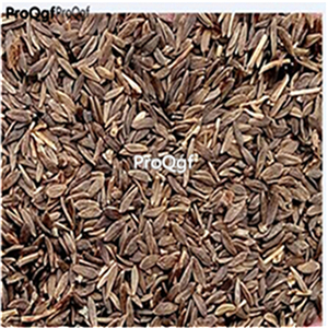 19usd Ngryise 5000Pcs A Set small leaf lettuce seed