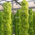19usd Ngryise 5000Pcs A Set kaisa lettuce seed