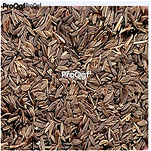 19usd Ngryise 5000Pcs A Set guangdong lettuce seed