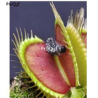 19usd Ngryise 500Pcs A Set Fly Trap Venus Carnivore  seed