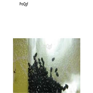 19usd Ngryise 500Pcs A Set Fly Trap Venus Carnivore  seed