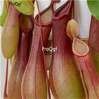 19usd Ngryise 500Pcs A Set Carnivorous Fly Flower seed