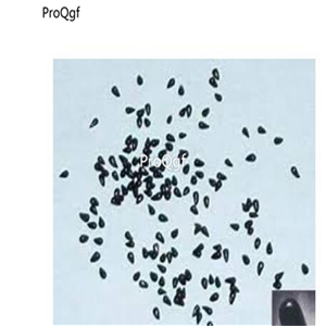 19usd Ngryise 500Pcs A Set Carnivorous Fly Flower seed