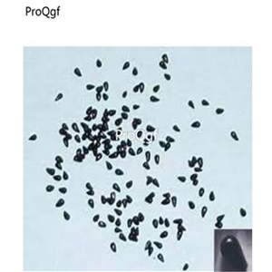 19usd Ngryise 500Pcs A Set mouth fly trap seed