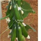 19usd Ngryise 5000Pcs A Set Organic Village Cucumber seed