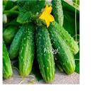 19usd Ngryise 5000Pcs A Set Organic Gherkin Pickling Cucumber  seed