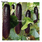 19usd Ngryise 5000Pcs A Set Organic Gherkin Pickling Cucumber  seed