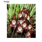 19usd Ngryise 2000Pcs A Set Rare Monkey Orchid  seed