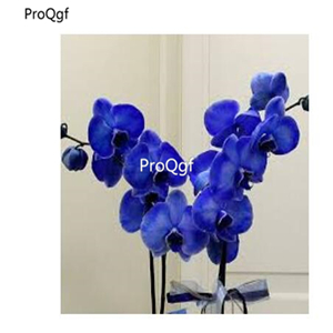 19usd Ngryise 2000Pcs A Set Rare blue orchid seed