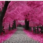19usd Ngryise 3000Pcs A Set Redbud Tree  seed