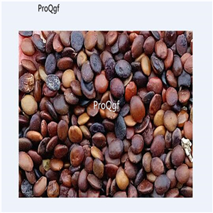 19usd Ngryise 3000Pcs A Set Redbud Tree  seed