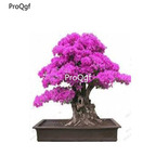 19usd Ngryise 3000Pcs A Set dwarf Redbud Tree seed