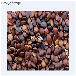19usd Ngryise 3000Pcs A Set dwarf Redbud Tree seed